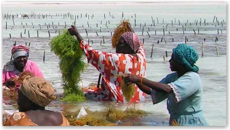 Seaweed Center Zanzibar (http://www.seaweedcenter.com)